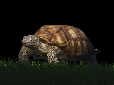 Sulcata tortoise