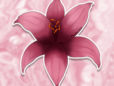 Pink lily flower