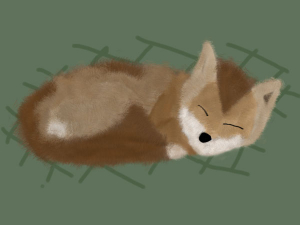 sleepingfox.jpg